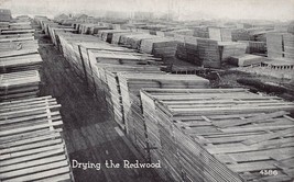 Drying Redwood Lumber Yard Logging California 1910s postcard - £6.26 GBP