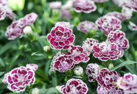 200+ Coconut Punch Carnation Seeds For Garden Planting - USA  - £4.22 GBP