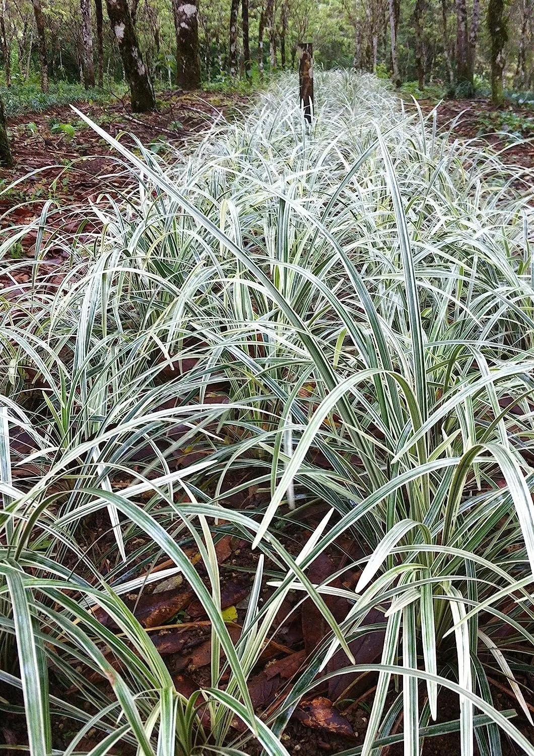 Aztec Grass 15 Live Plants Variegated Liriope Ophiopogon - £72.43 GBP