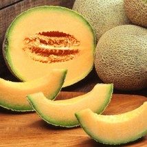 New Fresh Seeds Hales Best Jumbo Cantaloupe Seed Large Oval Sweet Melons Seeds - £7.25 GBP