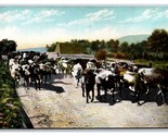 Cows on Ranch Hotel Potter Santa Barbara California CA UNP DB Postcard W16 - $4.90