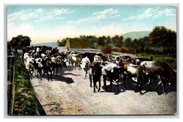 Cows on Ranch Hotel Potter Santa Barbara California CA UNP DB Postcard W16 - £3.84 GBP