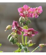 25 Rose Madder Geranium Seeds - $157.68 MXN
