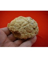 (k-2553) 85 g Rare Kauri tree Gum copal young Amber New Zealand Tane Mahuta - $111.25