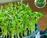 Simple Pack 600    seed Microgreens Spinach Perpetual Spinach Spinach Beet - $7.92