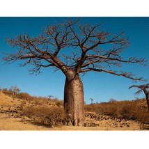 Goodidea 2pcs Adansonia Digitata - Baobab Tree - Excellent Bonsai - £21.65 GBP