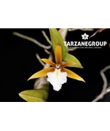 DINEMA / ENCYCLIA POLYBULBON MINIATURE ORCHID SPECIES POTTED - $620.33 MXN