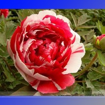 SL Red White Peony Flower Seeds, Professional Pack, 5 Seeds / Pack, Ligh... - $1.38