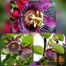 Live STARTER Plant Granadilla Passion Fruit Vine - Passiflora quadrangul... - $44.99