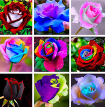 80 Seeds/Bag Rose Flower 95% Germination Bonsai Annual Garden Home Hq Mi... - $4.99