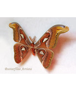Attacus Atlas Giant Snakehead Real Moth Framed Entomology Collectible Sh... - $161.62 CAD