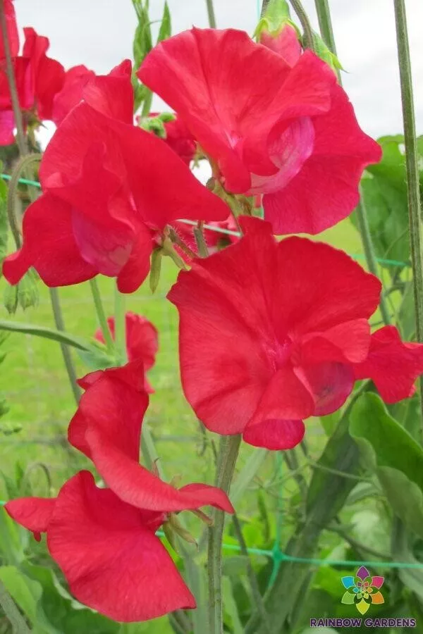 AW 50 Seeds Buccaneer Sweet Pea Non Gmo Heirloom Herb Easy To Grow - £8.64 GBP