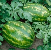 All Sweet Watermelon Seeds | Picnic - Jubilee | Non-GMO | Free Shipping - $1.85+