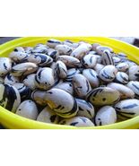 Hopi Striped Pole bean  - a Southwest treasure - $5.75