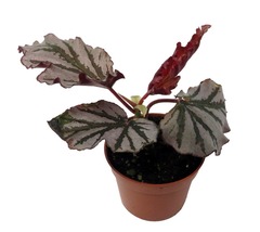 Kismet Begonia Plant 2.5&quot; Pot Terrarium/Fairy Garden/HousePlant - $644.81 MXN