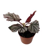 Kismet Begonia Plant 2.5&quot; Pot Terrarium/Fairy Garden/HousePlant - $48.34 CAD