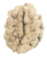 Rare 1 Mukhi Rudraksha With Single Seed inside - 18.43 mm - IGL Certified - $717.75