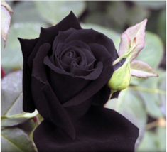 Black Rose - Seeds (150 Bulk Seeds) - £14.19 GBP