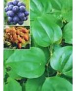 Greenbriar Roundleaf 10+ Seeds (Smilax rotundifolia) Brambles/Bullbrier/Catbrier - $11.50