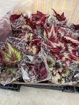 Harmony Foliage Begonia Rex and Rhizomatous Hybrids in 6 inch pots 6-Pac... - $111.98
