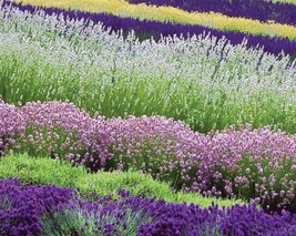 Most Fragrant 30 White Red &amp; Purple Lavender Mix Flower Seeds Perennial From US  - $8.35