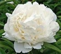 5 Peony Purely White Cream White Flower Seeds - $93.85 MXN