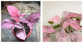1 Plant Syngonium Pink Perfection Starter Plant ppp Strawberry Princess - $40.99
