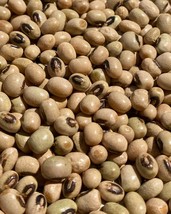 Black eye African yam beans(sphenostylis stenocarpa), 50 seeds /14 USD, ... - $36.00