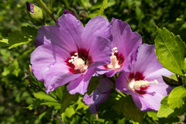 Purple Rose Of Sharon 50 Seeds Hibiscus Syriacus Mariesgreen Fresh Garden - £10.77 GBP