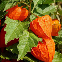 Grow In US Chinese Lantern Physalis Franchetti Seeds 50 Ct Vegetable - £6.82 GBP