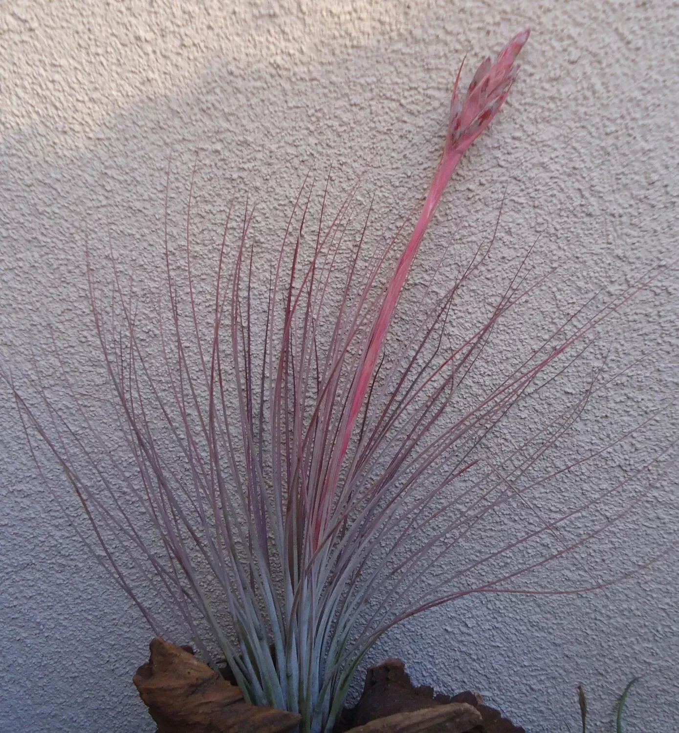 Tillandsia Juncea Large Air Plants 10-14&quot; - $28.45