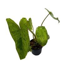 Philodendron Paraiso Verde 4 inchGreen ParadiseGreen Princess Philo Marbled - £32.52 GBP