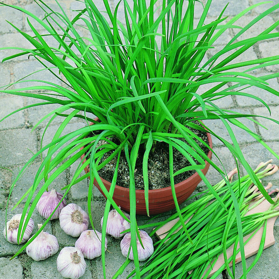 Purple Garlic Chives Bare Root Plants Strongest Fragrant 紫根韭菜 Best Deal! - $9.50 - $50.00