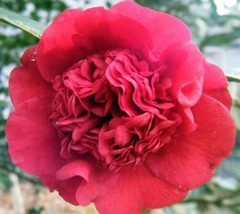 Quart Pot Professor Sargent Red Camellia Japonica - Live Plant - £35.94 GBP