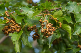 20 Pc Seeds Japanese Raisin Tree Plant, Hovenia Tropical Seeds for Planting | RK - £14.87 GBP