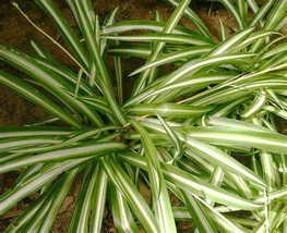 Variegated Green &amp; White Airplane Plant Starter - £4.13 GBP