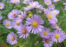 100 Seeds Heart Leaved Aster Cordifolius Blue Wood Aster Flower - £13.41 GBP