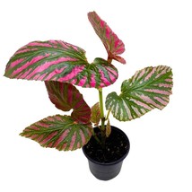 Begonia Brevirimosa Red Angel Wing Cane Begonia 4 inch - £36.46 GBP