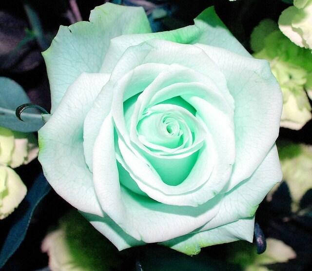 Mint green roses seeds- 20 seeds- code 447 Item image 2