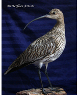 Real Stuffed Bird Eurasian Curlew Numenius Arquata Taxidermy Scientific ... - $549.00