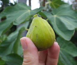 2 Live Plants Fig Trees “Kadota” Cold Hardy - £31.97 GBP