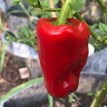 Aleppo Capsicum Annuum Seeds Fresh Garden - £10.03 GBP