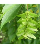 THJAR American Hornbeam Carpinus Caroliniana - 20+ Seeds - $127.81 MXN
