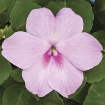 USA SELLER Impatiens Seeds 50 Seeds Impatiens Xtreme Lavender Flower Seeds - £14.99 GBP