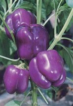 Purple Beauty Bell Pepper Seeds Non - Gmo Fresh Garden Harvest 30 Seeds - £3.18 GBP