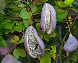 Chocolate Vine Akebia Quinata &#39;Purple Bouquet&#39; Edible 5 Seeds - $8.99