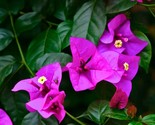 3 Purple Bougainvillea Live Plants Bougainvillea Brasiliensis Purple Blooms - $52.99