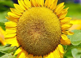 Mammoth Sunflower + seeds  Beautiful Heirloom Flower + seeds  From US - $6.99