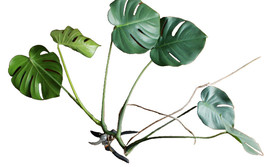 Monstera Deliciosa Philodendron Split Leaf Leaves Tree Plant 3 Cuttings - $20.26