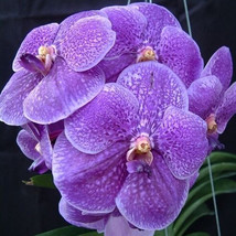 Vanda 100 /Pack Flower Seeds High Germation - $45.77 MXN